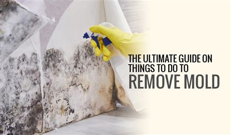 Get Rid of Mold with a Touch of Magic
